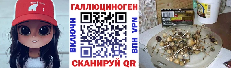 где купить наркоту Злынка Галлюциногенные грибы Psilocybe